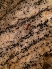 Camponotus variegatus