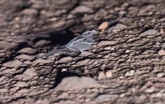 Caprimulgus climacurus