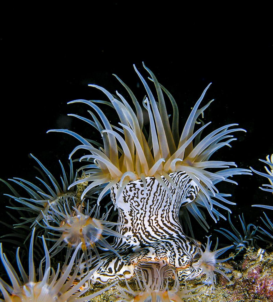 Zebra Gorgonian Wrapper