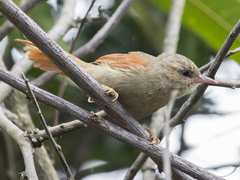 Cranioleuca subcristata