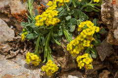 Dielsiocharis kotschyi