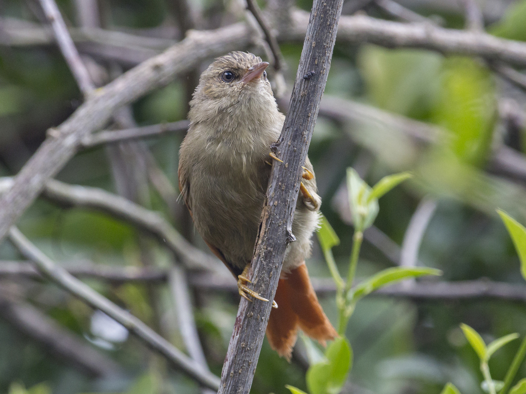 Crested Spinetail
