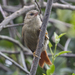 Crested Spinetail - Photo (c) Oswaldo Hernández, some rights reserved (CC BY-NC), uploaded by Oswaldo Hernández