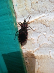 Panstrongylus megistus