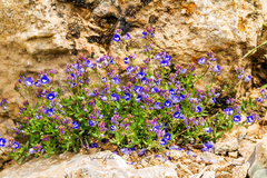 Veronica kurdica kurdica