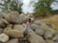 Megistopus flavicornis