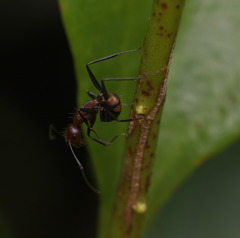 Camponotus nicobarensis
