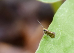 Micropterix tunbergella