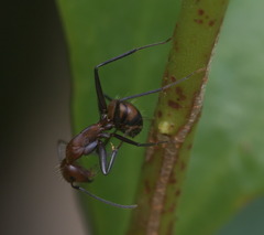 Camponotus nicobarensis