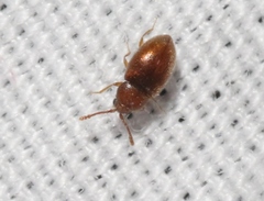 Atomaria