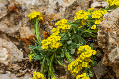 Dielsiocharis kotschyi