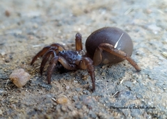 Idiopidae