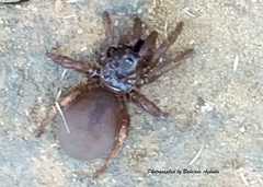 Idiopidae