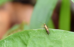 Micropterix tunbergella