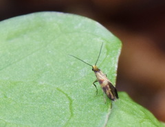 Micropterix tunbergella