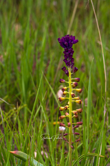 Muscari caucasicum