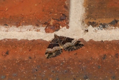 Chrysolarentia lucidulata