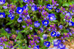 Veronica kurdica kurdica