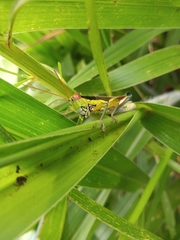 Scotussa impudica