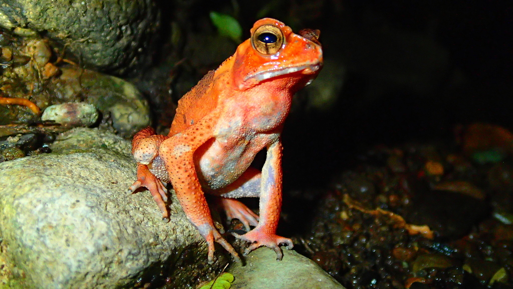 Celebes Toad
