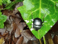 Accanthopus velikensis