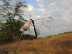 Megistopus flavicornis