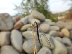 Megistopus flavicornis