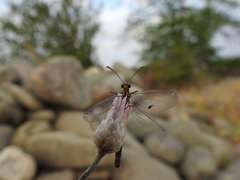 Megistopus flavicornis
