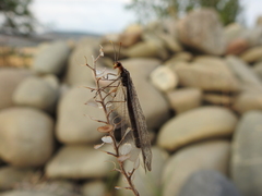 Megistopus flavicornis