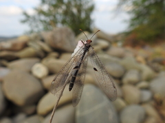 Megistopus flavicornis