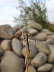 Megistopus flavicornis