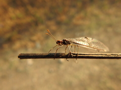 Megistopus flavicornis