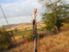 Megistopus flavicornis