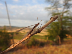 Megistopus flavicornis