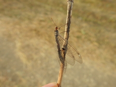 Megistopus flavicornis