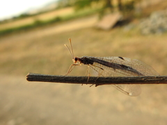 Megistopus flavicornis