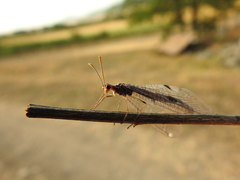 Megistopus flavicornis