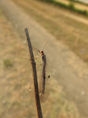 Megistopus flavicornis