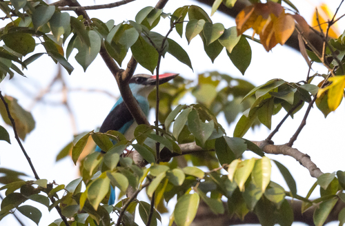 Blue-breasted Kingfisher