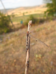 Megistopus flavicornis
