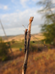 Megistopus flavicornis