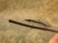 Megistopus flavicornis