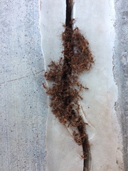 Neivamyrmex nigrescens