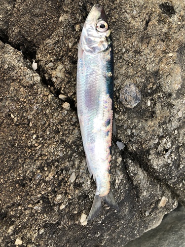 Atlantic herring (Clupea harengus) — Clupeidae