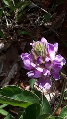 Galactia stereophylla