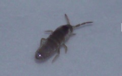 Lepidocyrtinae