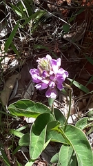 Galactia stereophylla