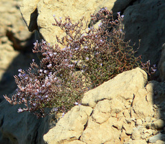 Limonium cancellatum