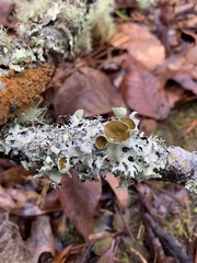 Parmotrema submarginale