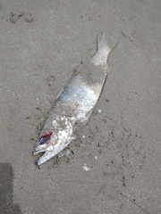 Cynoscion guatucupa